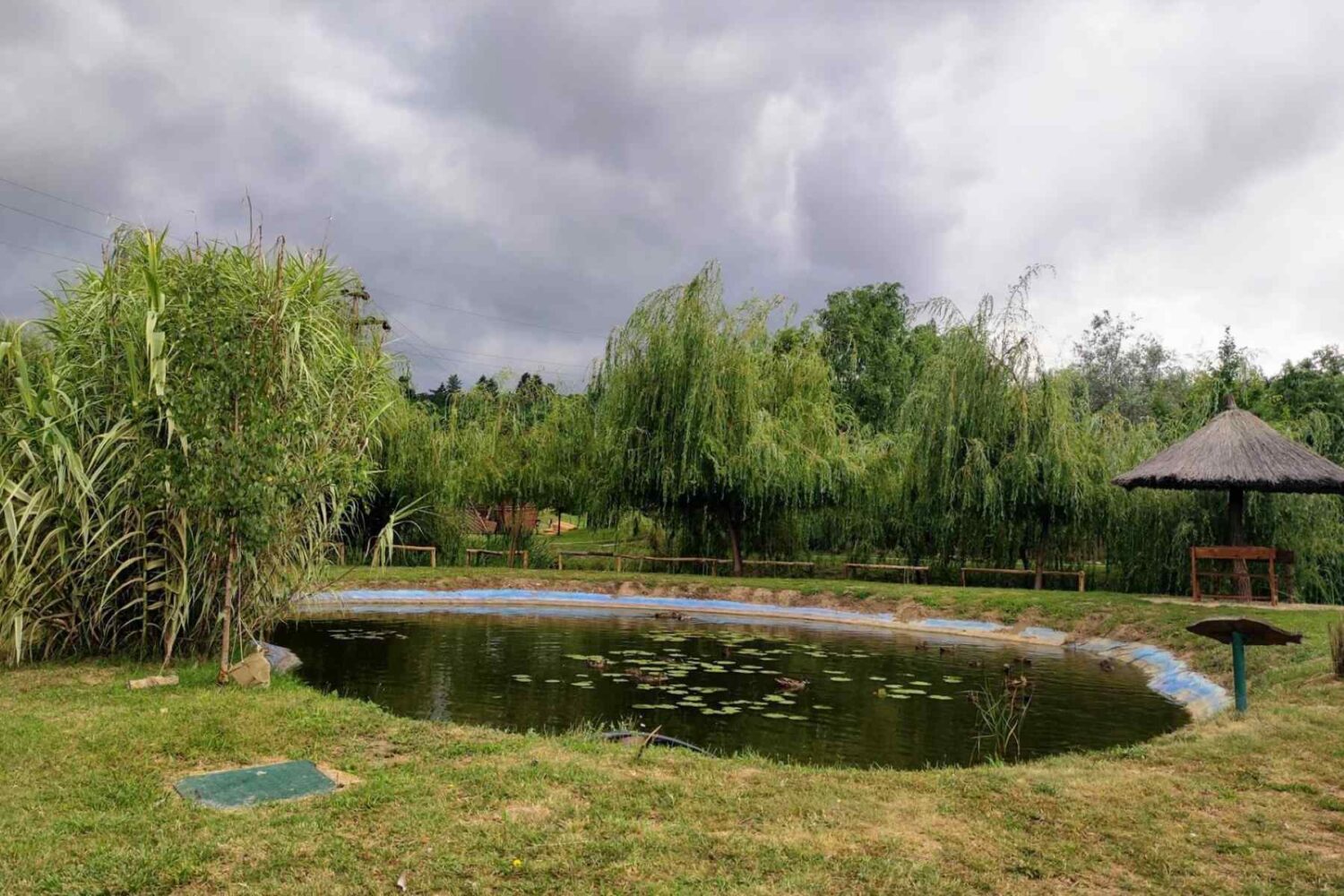 Patke na plitkom jezeru u Malom Dunavu sa vegetacijom i stazom