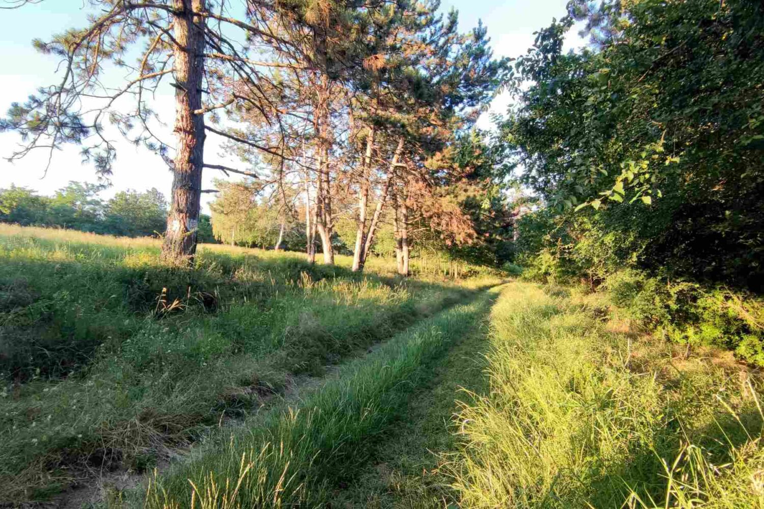 Neasfaltirana šumska staza koja vodi od poljane u Stepinom lugu do izvora