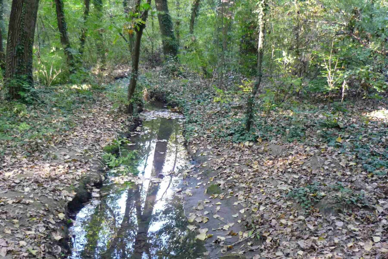 Banjički potok u šumskom ambijentu