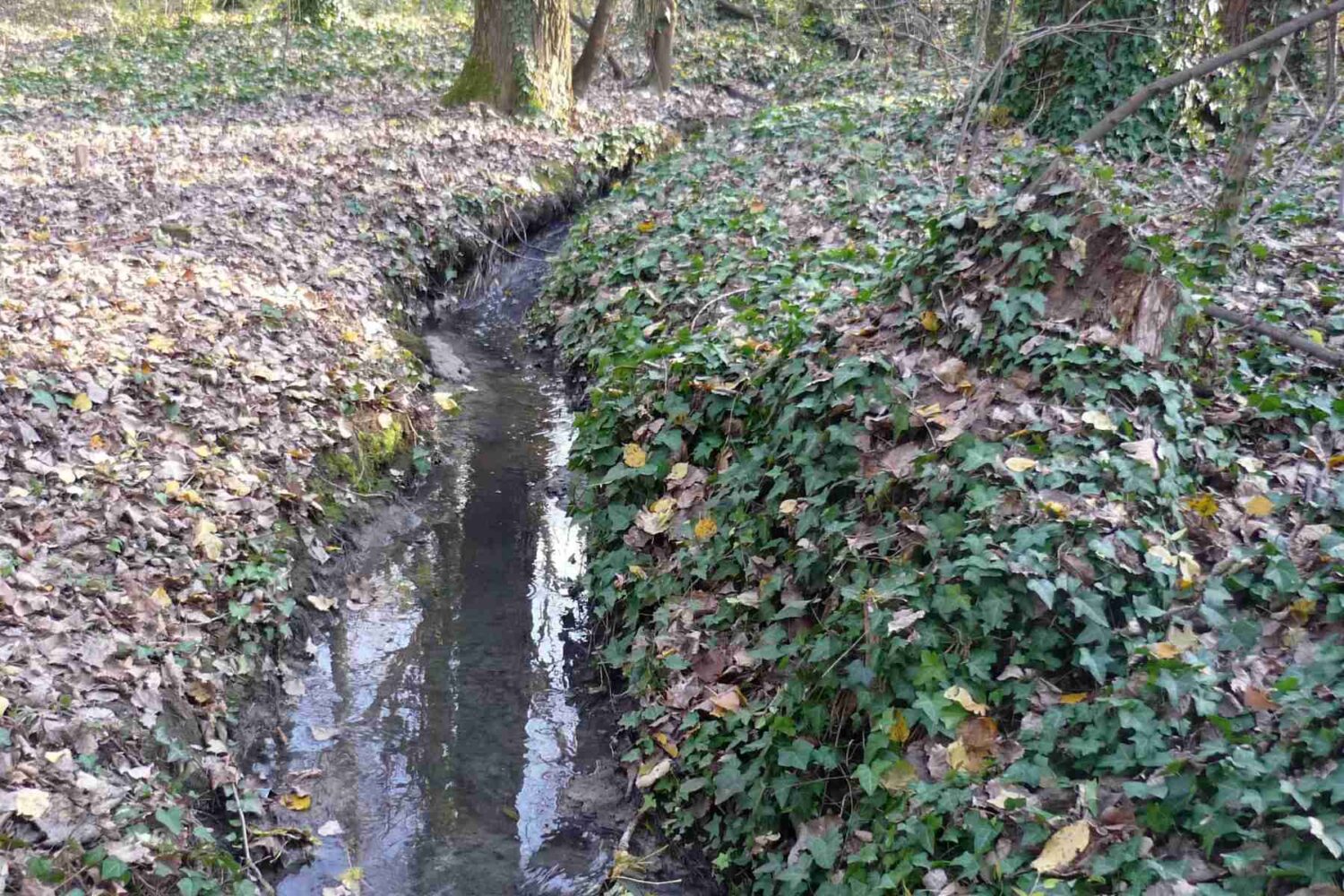 Uski Banjički potok kroz šumu