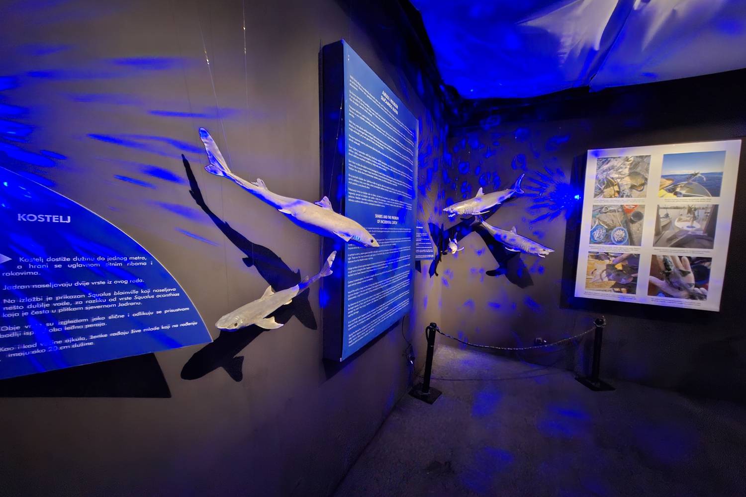 Manje ribe nalik ajkulama na izložbi Gospodari dubina ajkule i raže Jadranskog mora