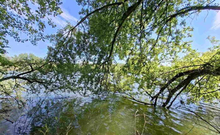 Drveće i oboreno deblo iznad jezera Taložnik na Adi Ciganliji
