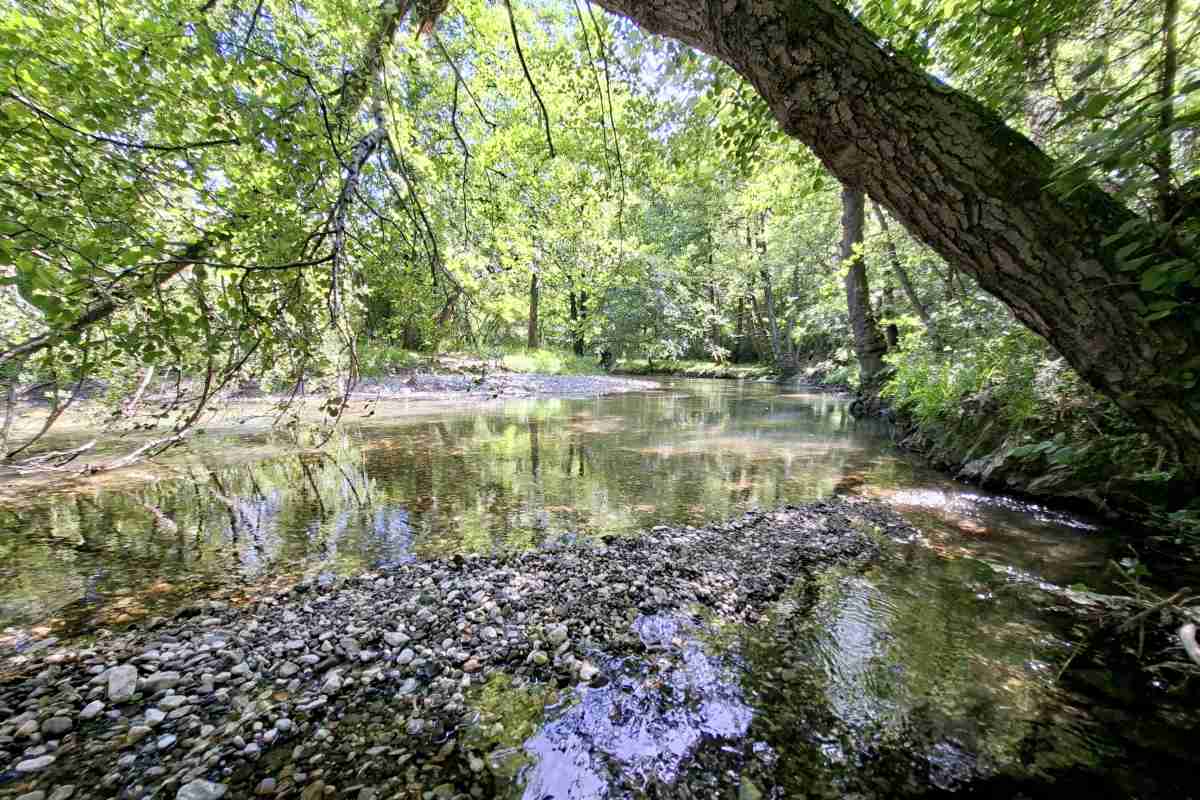 Drvo nadvijeno nad rekom Gradac Drvo koje raste ukoso iznad reke Gradac u kanjonu