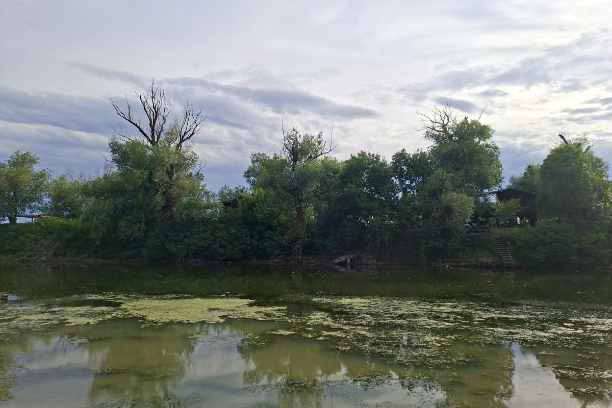 Zelena obala Ostrva Mamuta Zelena obala Ostrva Mamuta sa drvećem, kućicom i stepenicama prema vodi