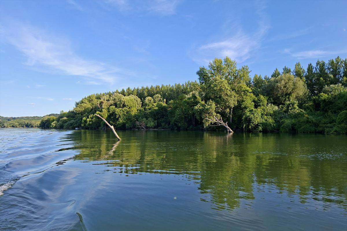 Priroda Gročanske ade Gusta vegetacija na obali Gročanske ade kod Grocke