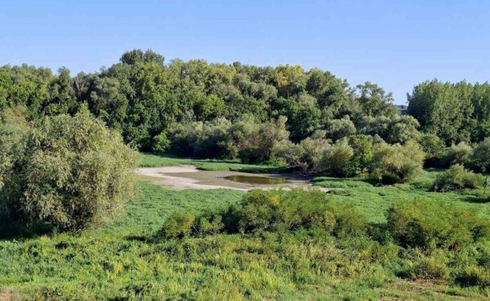 Močvarni rukavac i bujna vegetacija u prirodnom području Forland