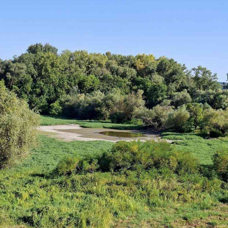 Močvarni rukavac i bujna vegetacija u prirodnom području Forland
