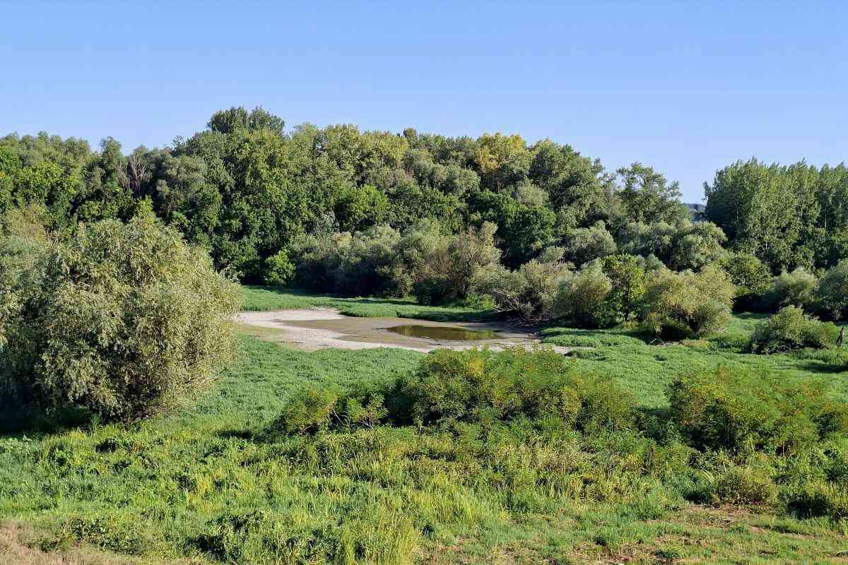 Močvarni rukavac i bujna vegetacija u prirodnom području Forland