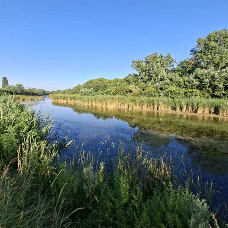 Kanal Sibnica okružen trskom i zelenilom u Pančevačkom ritu