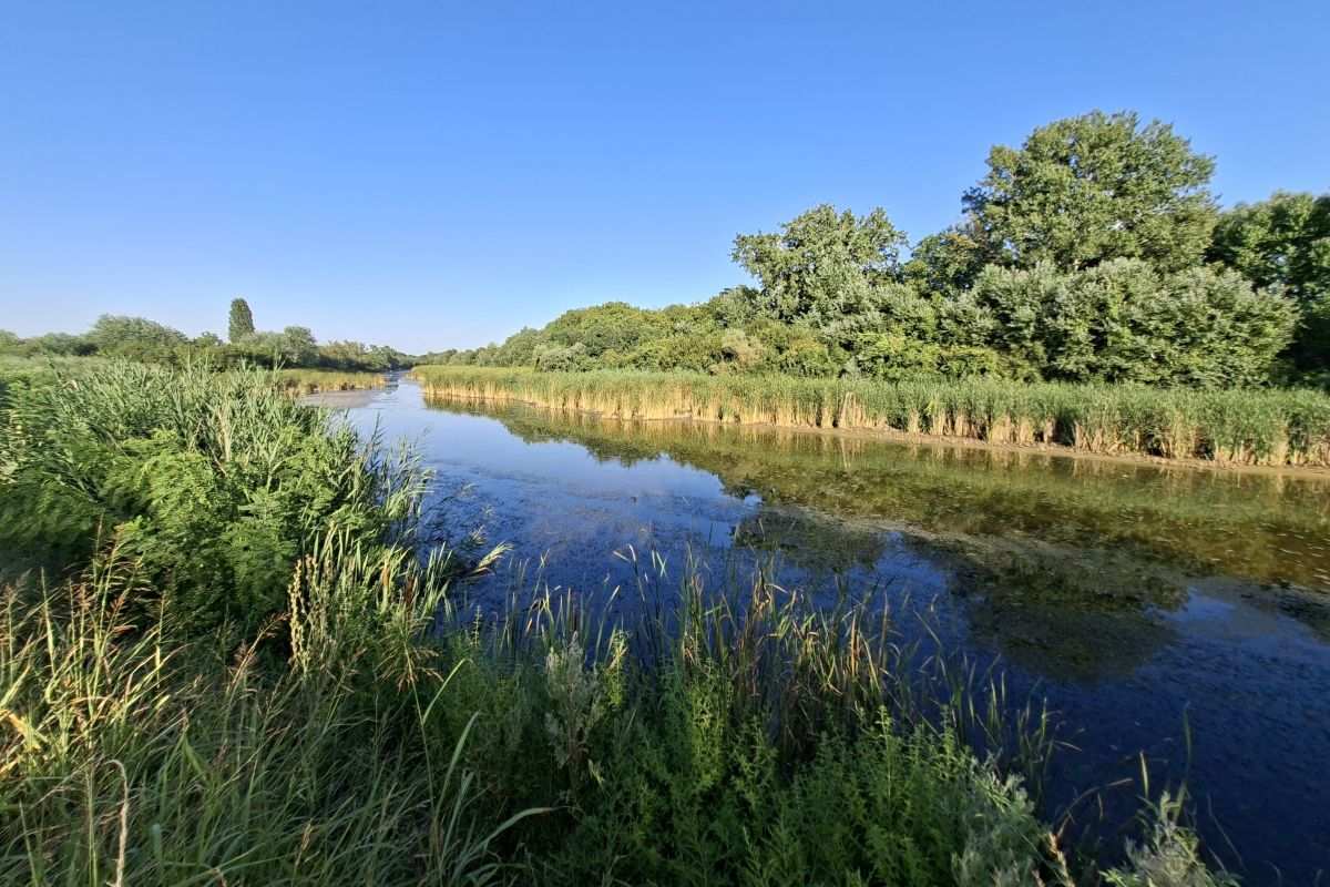 Kanal Sibnica okružen trskom i zelenilom u Pančevačkom ritu