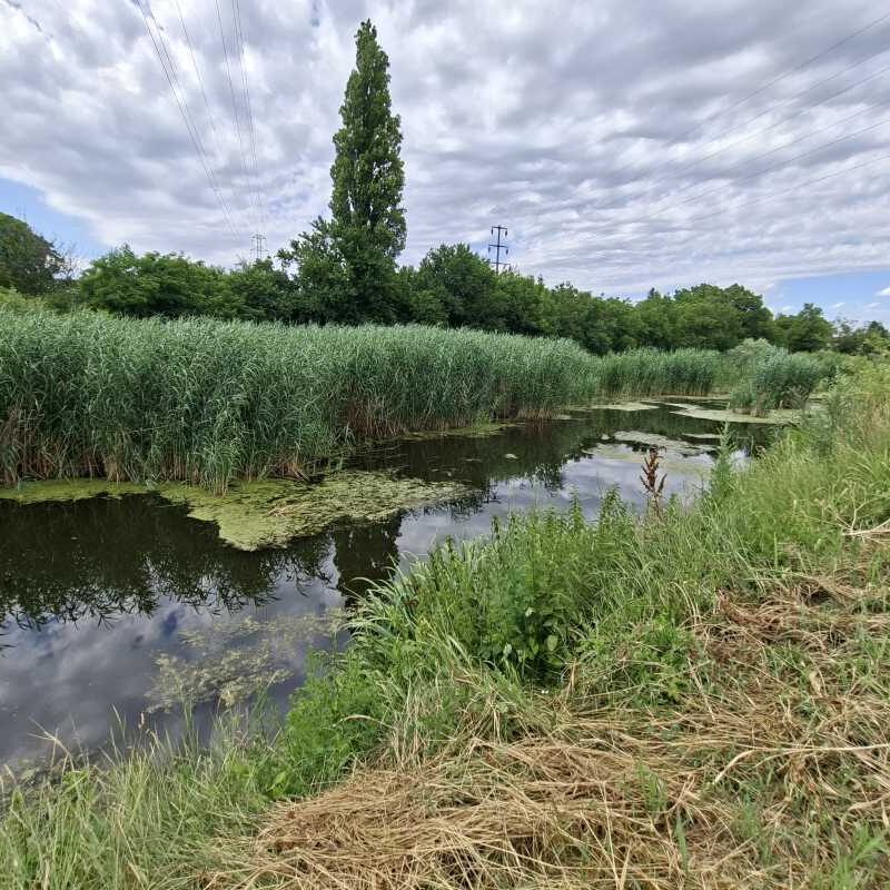 Kanal Sebeš okružen zelenilom u Pančevačkom ritu