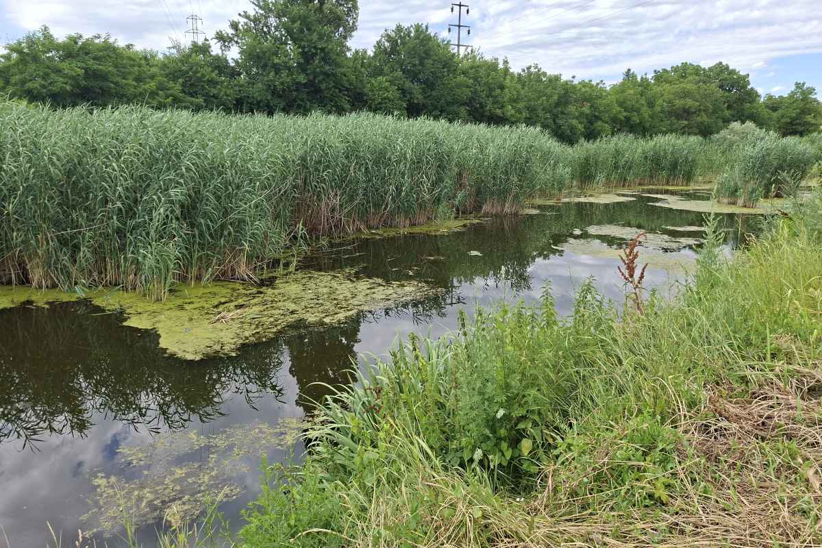 Kanal Sebeš – priroda i zelenilo Kanal Sebeš sa zelenim obalama u Paliluli